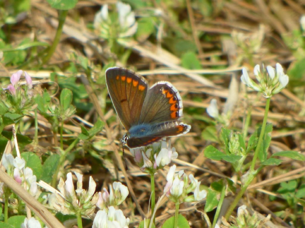 Aricia agestis?